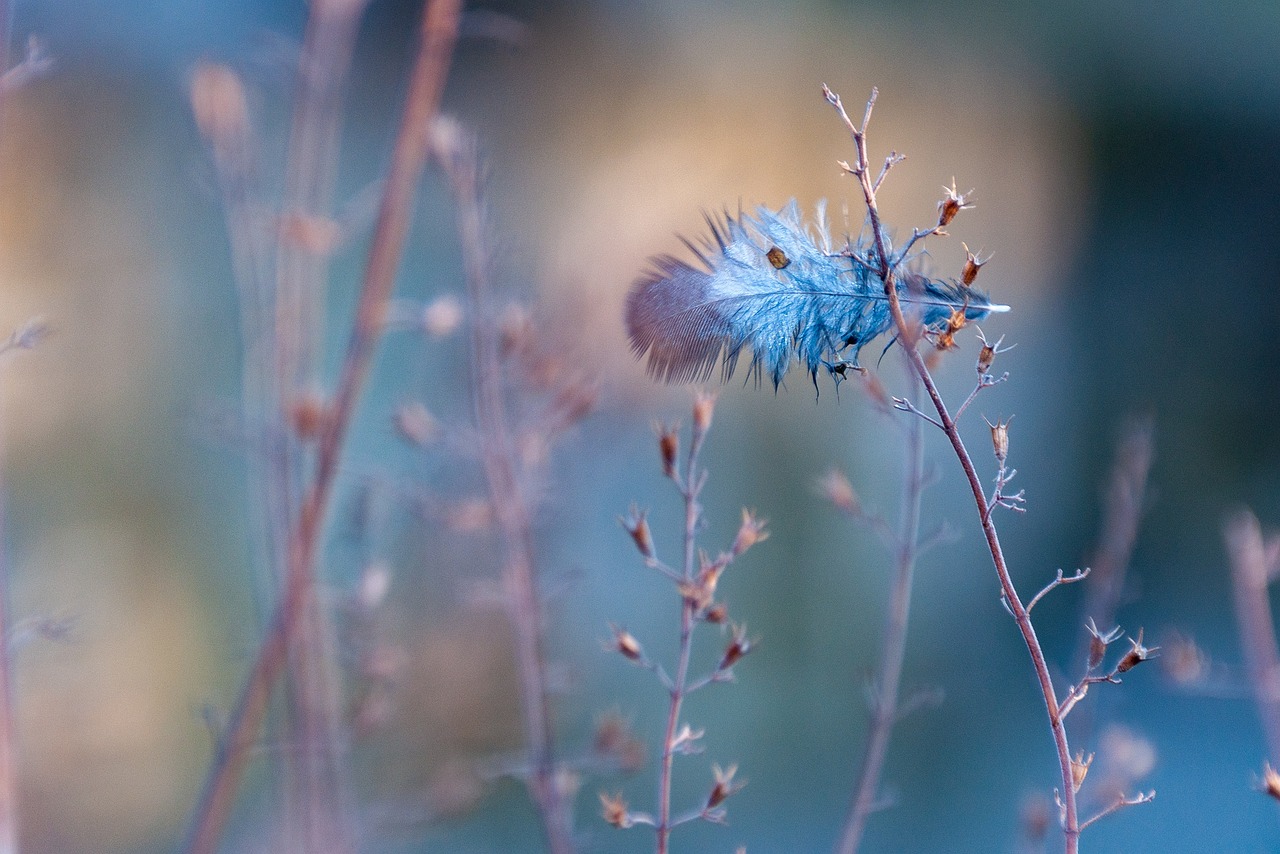 feather-7009025_1280